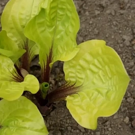 Хоста Lemon Snap