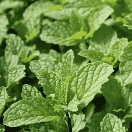 Мята вилоса Mojito