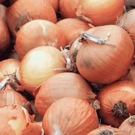 Лук-севок Турбо