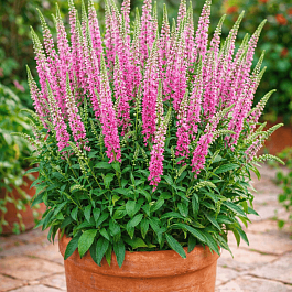 Вероника колосистая Anniversary New Rose