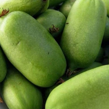 Актинидия аргута Дачная