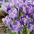 Крокус Striped