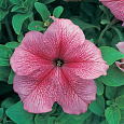 Петуния грандифлора Призм Стравберри Сандай Петуния грандифлора Призм Стравберри Сандай
