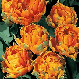 Тюльпан Махровый Orange Princess