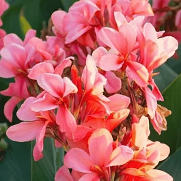 Канна City of Portland