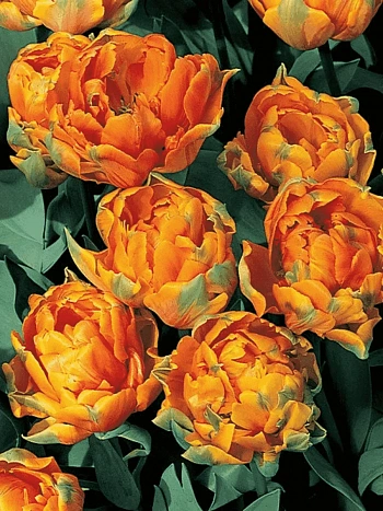 Тюльпан Махровый Orange Princess