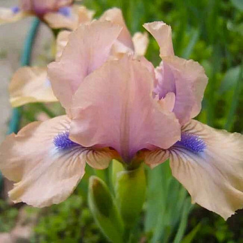 Ирис карликовый Чантед Ирис карликовый Чантед