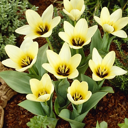 Тюльпан Фостера Концерто