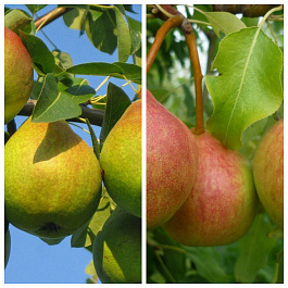 Дерево-сад (3-4х летка) груша 2 сорта Любимица Яковлева-Памяти Яковлева