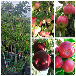 Яблоня пальметта на шпалере 5 лет+ (4 сорта) Кандиль орловский-Мелба-Россошанское багряное-Лобо