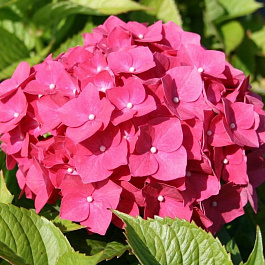 Гортензия крупнолистовая Лихтфайр