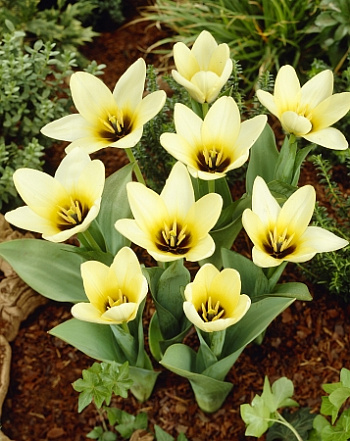 Тюльпан Фостера Концерто