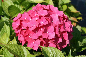 Гортензия крупнолистовая Лихтфайр Гортензия крупнолистовая Лихтфайр