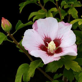 Гибискус сирийский Матильда