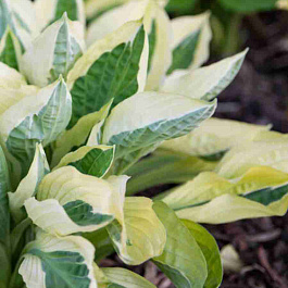 Хоста Yellow Polka Dot Bikini