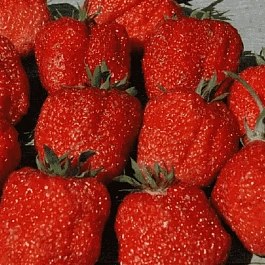 Земляника садовая Фестивальная ромашка