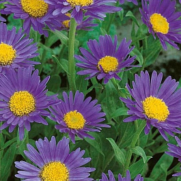 Астра альпийская Голиаф