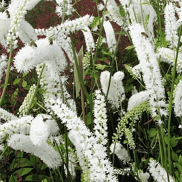 Клопогон простой White Pearl