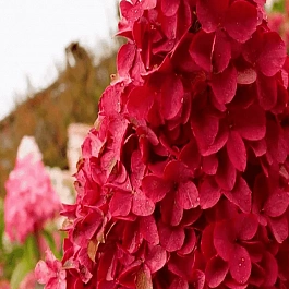 Гортензия метельчатая Magical Fire