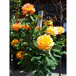 Роза парковая Голд оф Кингс Роза парковая Голд оф Кингс