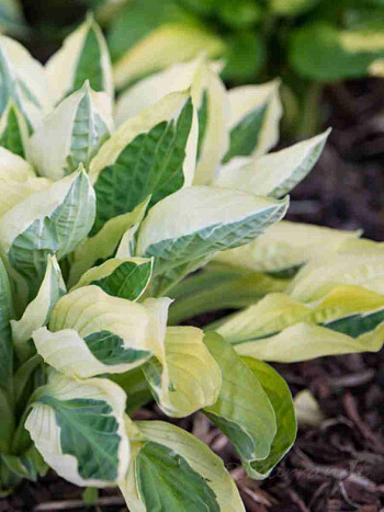 Хоста Yellow Polka Dot Bikini