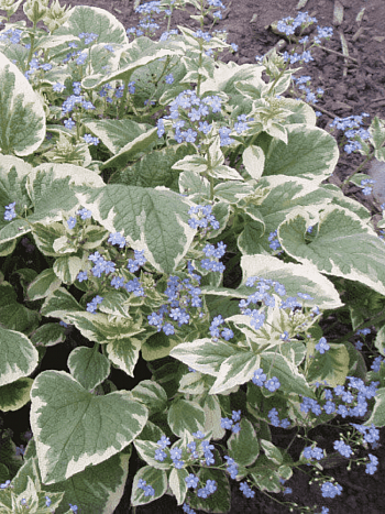 Бруннера крупнолистная Variegata