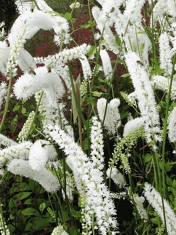 Клопогон простой White Pearl