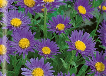 Астра альпийская Голиаф