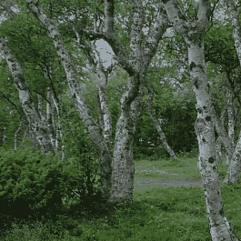 Береза Карельская