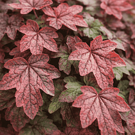 Гейхерелла Art Deco