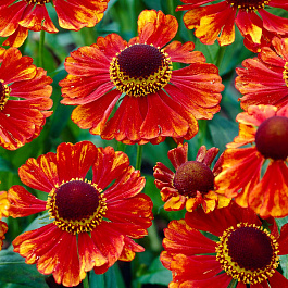 Гелениум осенний Челси