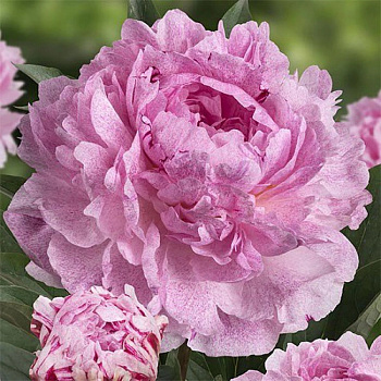 Пион травянистый Сара Бернар Юник