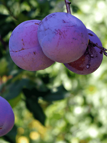 Слива домашняя Нарач