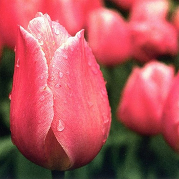 Тюльпан Фостера Альберт Хейн