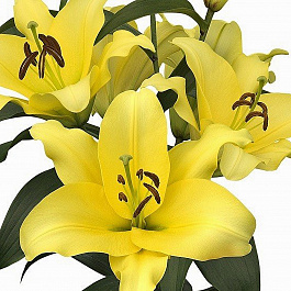 Лилия ОТ-гибрид Аутбек