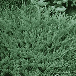 Можжевельник горизонтальный Blue Moon