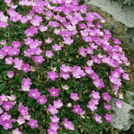 Аистник изменчивый Bishop's Rose