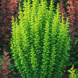 Барбарис Тунберга Erecta