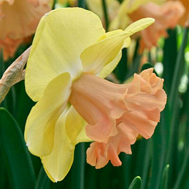 Нарцисс трубчатый Лорикит