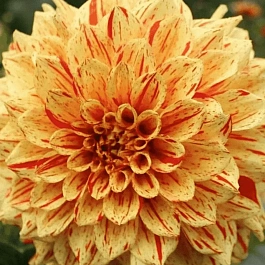 Георгина Cambridge