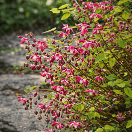 Горянка красная Galadriel