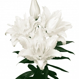 Лилия Roselily Nadia