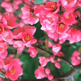 Айва великолепная Pink Lady