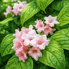 Вейгела цветущая Lime Monster