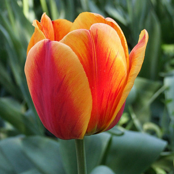 Тюльпан Дарвинов гибрид Апелдорнз Элит