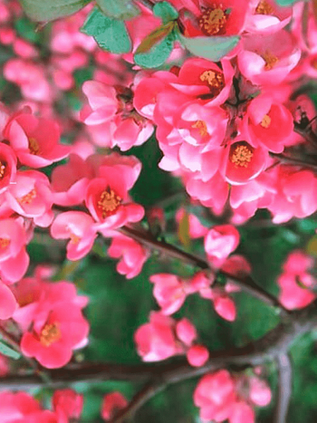 Айва великолепная Pink Lady