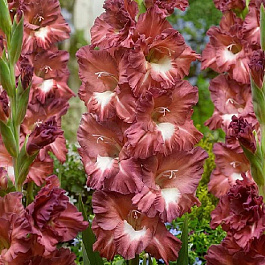 Гладиолус гофрированный Капуччино