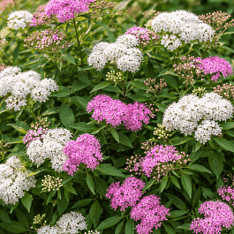 Спирея японская Shirobana