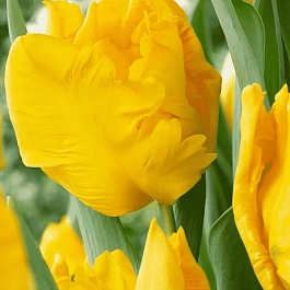 Тюльпан попугайный Yoko Parrot