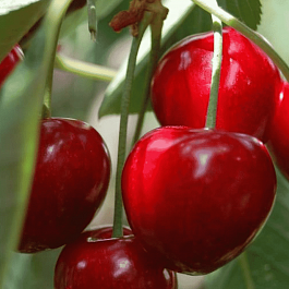 Вишня Мичуринская